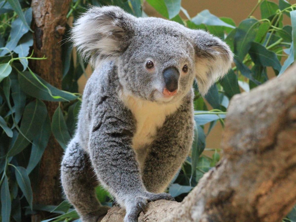 🦁 동산 동식물원(히가시야마 도쇼쿠부츠엔)